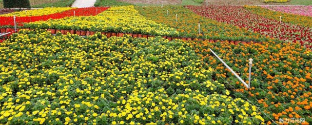 沙湖公園看菊花展要門票嗎 要一起去嗎