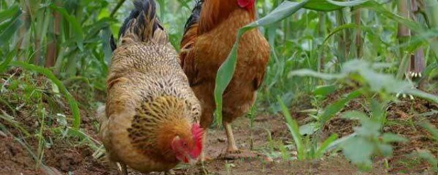玉米地裡面能不能養雞 種地養殖兩不誤