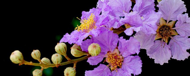 盆栽紫薇花養殖方法 這6個養護技巧分享