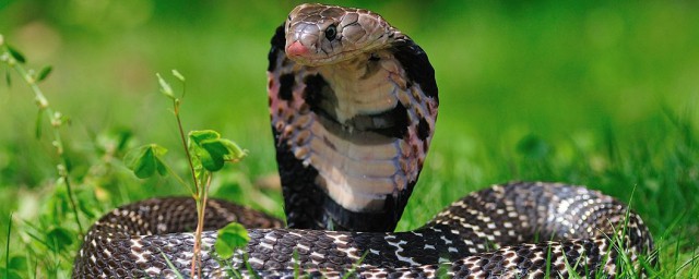 緬甸眼鏡蛇分佈區域 緬甸眼鏡蛇主要分佈在哪兒