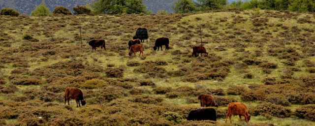 西藏高山犛牛介紹 在海拔多高的地方