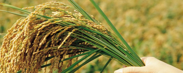 矮桿大穗高產水稻品種 最新矮桿大穗高產水稻品種推薦