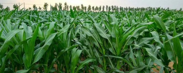 一畝地玉米能出幾噸青儲 品種不同出產量也不同