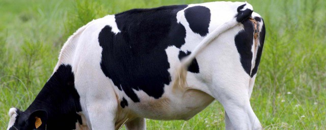 奶牛為什麼一直產奶 什麼樣的奶牛的奶營養較高