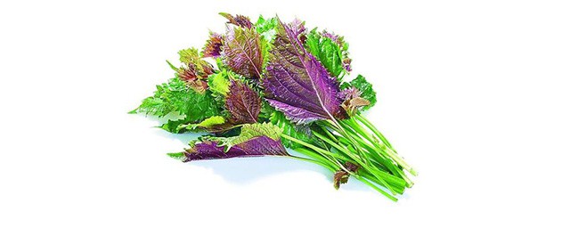 紫蘇葉的副作用 愛吃紫蘇葉的你還不知道嗎