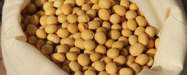黃豆漚肥要多久 黃豆漚的肥料多久才能用