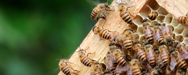 新手養蜂五禁忌 一起來養蜂