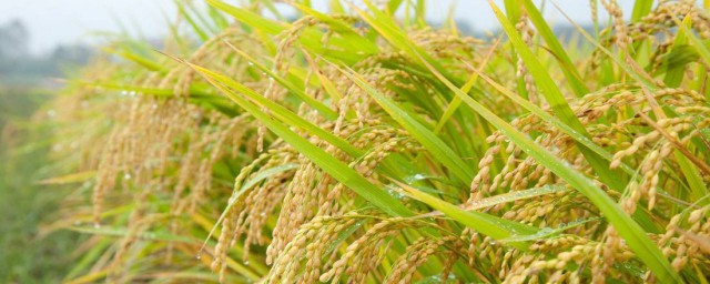 優質水稻品種 優質水稻品種有哪些