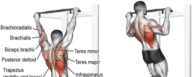 引體向上新手訓練計劃 新手怎樣練引體向上