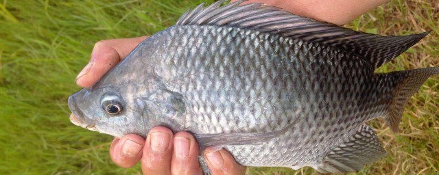 釣羅非絕招 如何釣羅非魚