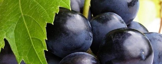 乙烯利打葡萄多久上色 葡萄上用乙烯利著色多少天用一次