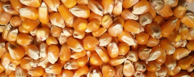 玉米餌料泡制方法 玉米餌料的具體做法