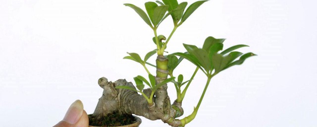 鵝掌藤盆栽方法 用什麼方法可以盆栽鵝掌藤