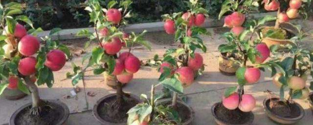 蘋果盆栽怎麼養護 蘋果盆栽的養護方法