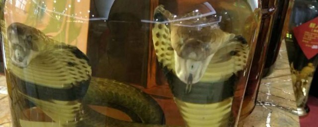 眼鏡蛇泡酒的功效 眼鏡蛇的毒是什麼物質