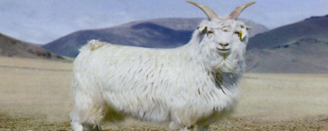 新疆山羊介紹 新疆山羊的簡介