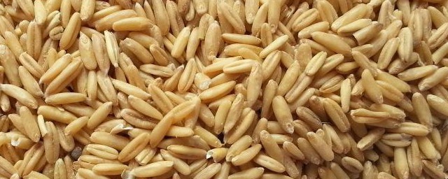 燕麥米哪個產地好 什麼地方出產的燕麥米最好