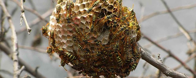 幹蜂窩多少錢一斤 有什麼功效