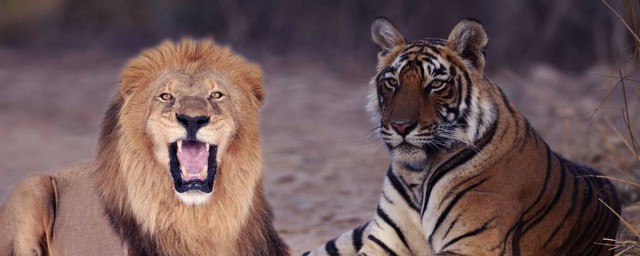 老虎為什麼怕獅子 因為怕打不過對方