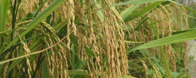 水稻免耕栽培法 適合粘土地區推廣應用