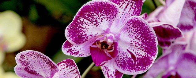 蝴蝶蘭花名貴嗎 蝴蝶蘭中的超級巨星是哪個品種