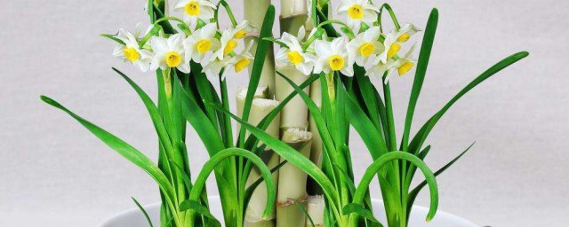 怎麼養水仙花 養水仙花的方法