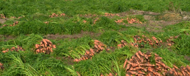 大紅蘿卜的種植方法 如何種植大紅蘿卜