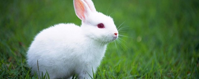 兔子的外形特點 兔子有什麼特點