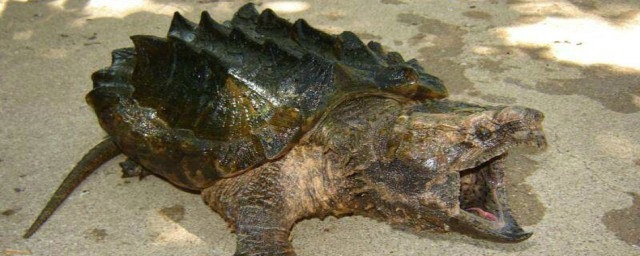 雜佛鱷龜怎麼養 瞭解雜佛鱷龜生活習性
