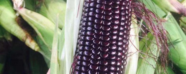 黑玉米是轉基因食品嗎 黑玉米是什麼品種