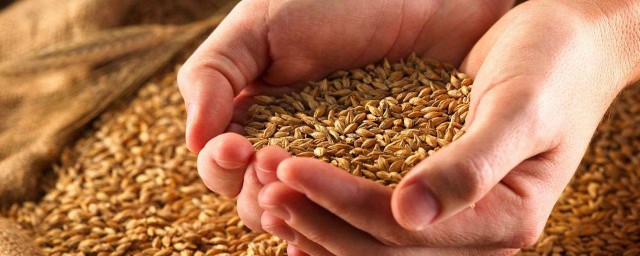 小麥硒維e是什麼 有什麼作用