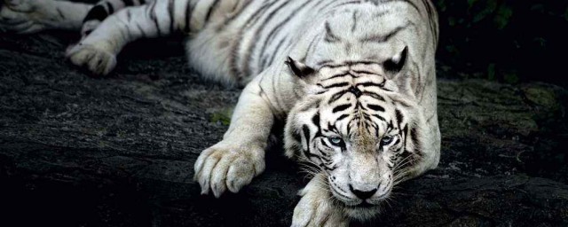 白虎是什麼方位 白虎的介紹