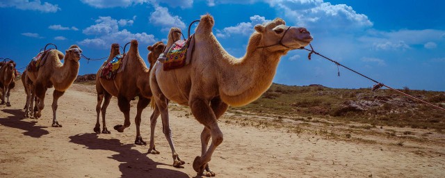 公駱駝與母駱駝的區別 從兩方面進行辨別