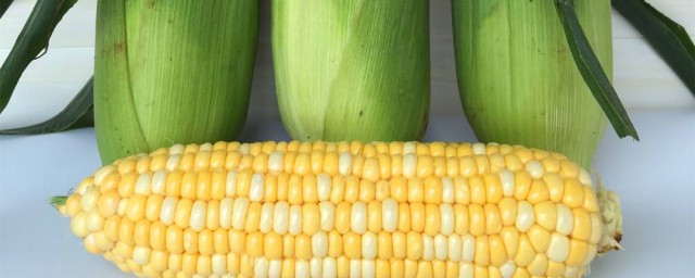 水果玉米和普通玉米的區別 有哪些地方不同