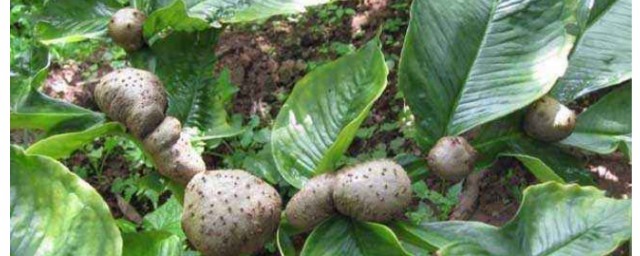 磨芋種植枝術 魔芋種植的技術方法