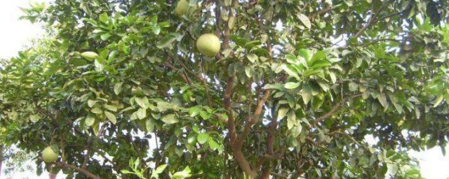 柚梗樹種子怎麼種 柚子種子怎麼種