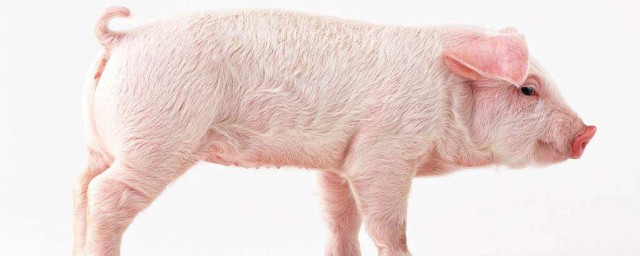 豬為什麼有騷氣 豬有騷氣的原因