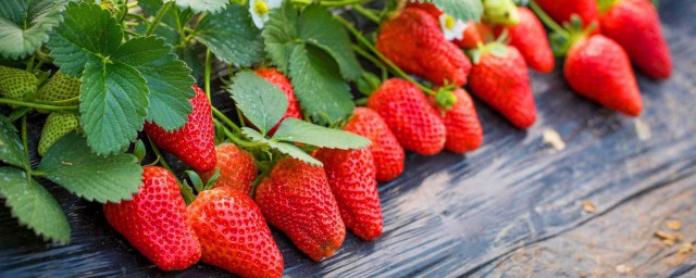 最甜草莓品種排名 你嘗過哪種