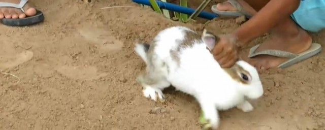 捉兔子方法 如何捉兔子