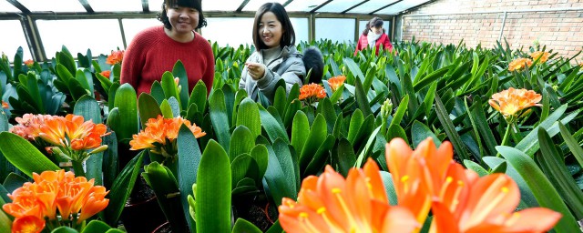 如何讓君子蘭早開花 君子蘭怎麼養才能開花