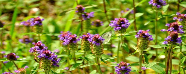 夏枯草介紹 夏枯草的簡介