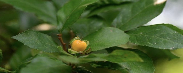 鵲腎樹介紹 鵲腎樹的簡介