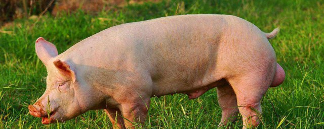 公豬有哪些品種 你清楚嗎