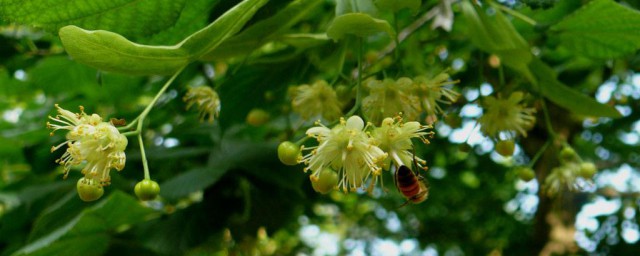 菩提樹是花梨樹嗎 給大傢介紹一下