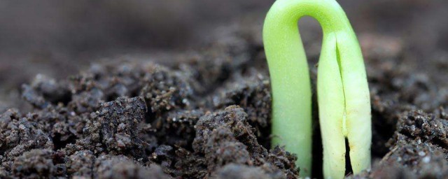 蘋果種子怎麼發芽 我們可以這樣種植