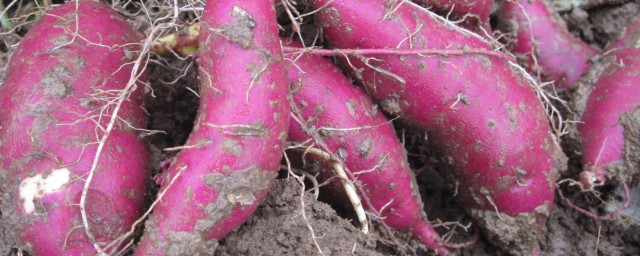 紫薯畝產多少斤 紫薯是什麼樣的一種東西