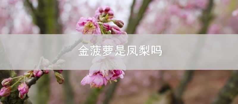 金菠蘿是鳳梨嗎