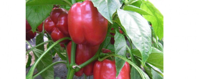 彩椒的種植方法 彩椒如何種植