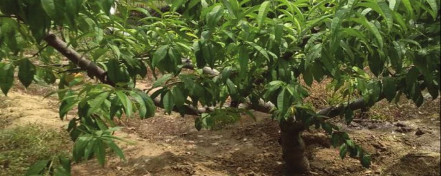 桃樹施什麼肥好 桃樹施肥方法