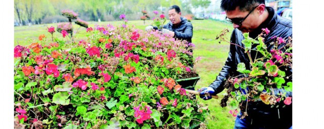 花卉過冬的方法 花卉如何過冬